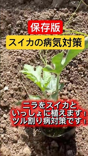 保存版、スイカのツル割れ病対策！ #家庭菜園 #農業初心者 #農業 #野菜 #スイカの定植