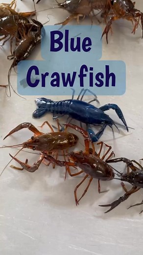 How many different colors have you seen? #Crawfish #WhiteCrawfish #blueCrawfish #RedCrawfish #Albinocrawfish #CrawfishSeason #seafood #crawfishvideos | Millers Mart Seafood And Deli