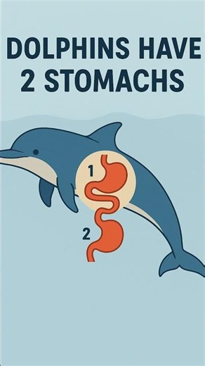 Dolphins have TWO stomachs… nature is wild!
