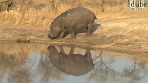 Hippopotamus On A Beautiful African Morning