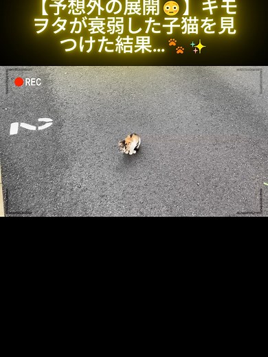 衰弱した子猫を救ったキモヲタの物語