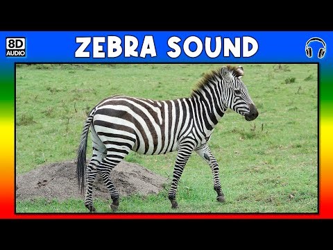 🦓 ZEBRA SOUND - ZEBRA SOUND EFFECT - SOUND OF ZEBRA - NOISE OF ZEBRA
