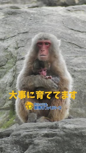 群馬 サファリパーク（公式） on Instagram: "みなさん、おはようございます。 6月26日（木）天気はくもりです。予定通り9:30に開園します。 今朝はニホンザルの母親が赤ちゃんを大事に抱えている様子をご覧ください。 #群馬サファリパーク #サファリ #gunmasafaripark #ニホンザル #赤ちゃん #動物 #動物園 #温泉 #日帰り #旅行"