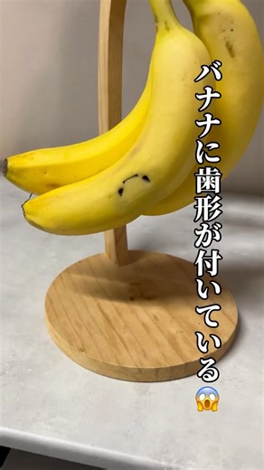 4にゃんのおしゃべりcats on Instagram: "かじり虫のやんちゃ猫、ピノりんは、とりあえずいろいろなものをかじりたがります😨バナナ🍌の皮は噛んだだけですが、猫によくない事はわかっているので、もうかじられないように気を付けます！ ピノは人間に絶対攻撃をしない猫なのですが、昨日ピノがゴミ箱の中身を見ようとしていたところ、ゴミ箱の蓋に足が引っかかってしまい慌てていて、それを👨が助けに入る→ピノパニック中→勢いでガブリ！って流れでした...😅 もう一歳ですがやんちゃな子供時期は続いているので、変なもの食べないように気を付けないとですね😂"