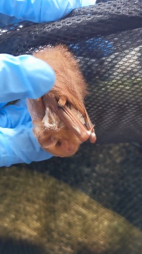 Ever wanted to be your own sleeping bag? 🦇🍂😍 #BatWeek Sound up to learn how Eastern Red Bats (Lasiurus borealis) use their long tails to stay cozy while hanging by one foot... All the while, they're perfectly camouflaged as a little orange leaf! 🍂 🍂🍁LEAVE YOUR LEAVES!🍂🍁 This adorable, mosquito-chomping microbat species loves to hibernate in thick clumps of dead leaves that get caught in tree branches, and they'll even hibernate in leaf litter on the ground. That means when you rake up yo