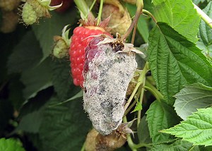 Botrytis - Species, Habitat, Life Cycle, Infection and Culture