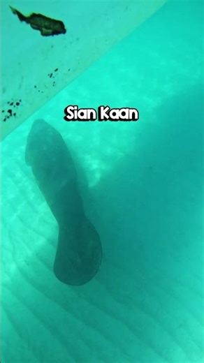 Le paradis caché du Mexique: Sian Kaan #mexique #natur #voyage #vacances #pixanriviera #dauphins