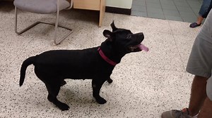 2.2K views · 92 reactions | Want to have the smartest dog on the block? Keegan is the dog for you! This handsome boy not only catches on to training very quickly, he has a blast learning. Keegan is about 4 years old, walks well on leash, and doesn't mind the company of other neutral dogs. If you would like to meet Keegan, please contact our trainers at AnimalBehavior@coj.net for more information. | Animal Care & Protective Services | Facebook