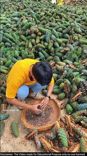 China’s Craziest Way to Collect Pine Nuts!