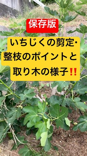 いちじくの剪定と取り木の様子！#いちじく栽培#いちじくの剪定#いちじくの取り木