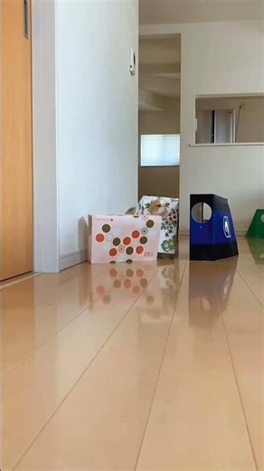 cat in the box #cat #catshorts #trumpcat #funny