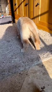 1.1M views · 4.6K reactions | Say farewell to fussy eating and hello clean bowls - and fist pumps. Oh, and tail wags. Fetch 15% off your first two boxes of Butternut Box: Butternutbox.com/CleanBowls15OFF2. | Butternut Box | Facebook