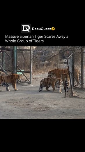 DocuQuest on Instagram: "In the wild, dominance is everything. This massive male Siberian tiger shows exactly why he rules the jungle. With just his presence and raw power, he manages to scare off an entire group of tigers without even needing to fight. Siberian tigers are the largest cats in the world, and this moment is a perfect reminder of how their size, confidence, and strength make them natural kings of the forest. Watching this majestic giant claim his territory is a rare glimpse into th