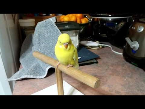5 Week old Baby Budgie - Taming and Training