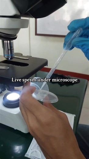 Vivant spermatozoïdes sous microscope