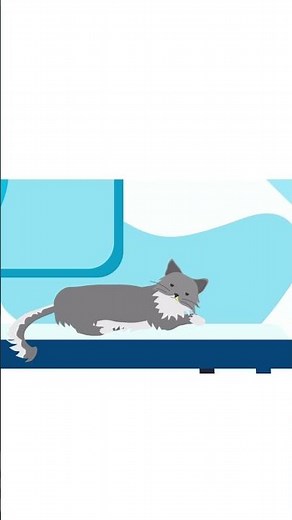 Wie behandelt man den Katzenschnupfen?