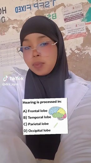 Understanding the Lobes of the Brain