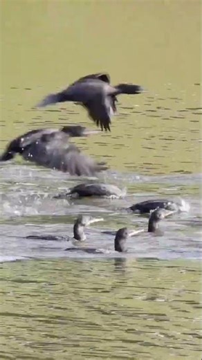 Neotropic Cormorants - Massive Group Foraging