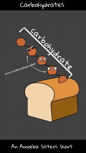 an introduction to carbohydrates# with the #amoebasisters #sciencetok #science #biologytok #scicomm #biology