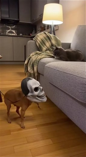 Pets wear a dramatic scary face mask So Funny #funnypets #funny #cat #dog #viralshorts #trending