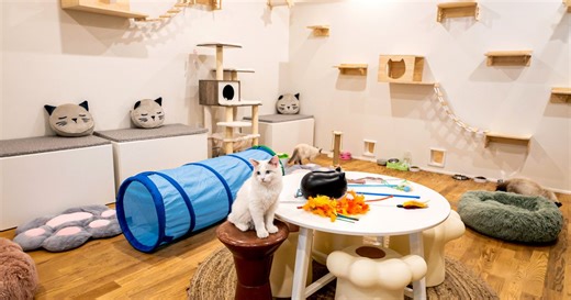 Vintage Cat Cafe