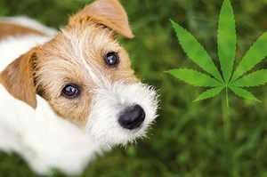 CBD for Dogs 101: A Complete Guide