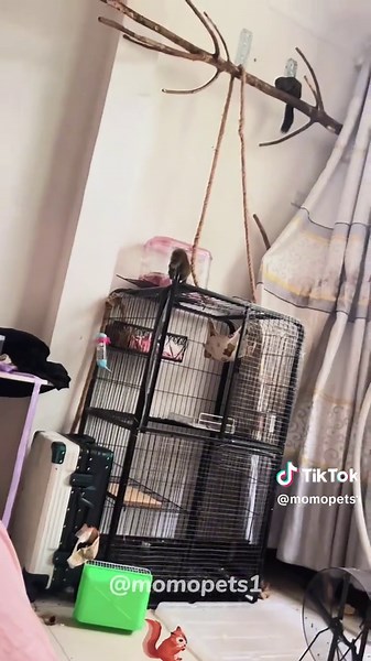 Funny Squirrel Videos That Will Make You Smile