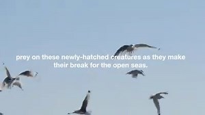 1.6K views · 69 reactions | Plastics pollution has a deadly effect on...