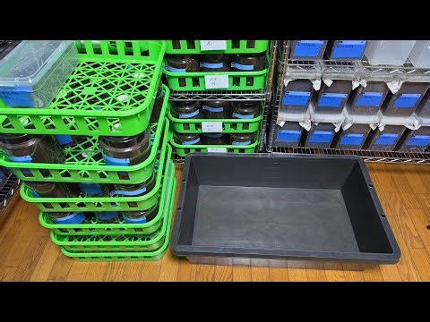 羽化した241匹掘り出す