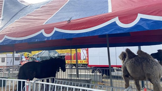Dés demain, au niveau de la maison des services des 3 Ponts, le cirque va ouvrir ses portes. A l’extérieur, il est possible de voir les animaux | Roubaix WEB