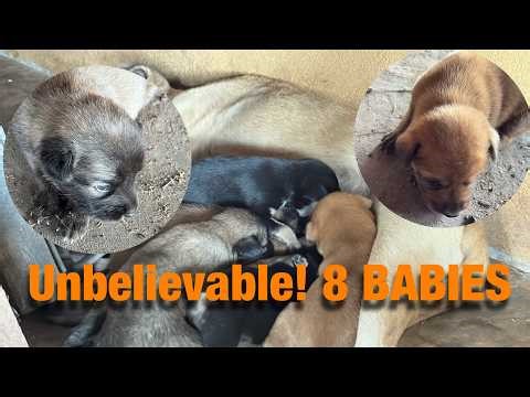 Naming My 8 Adorable Newborn Puppies! 4K Close Up