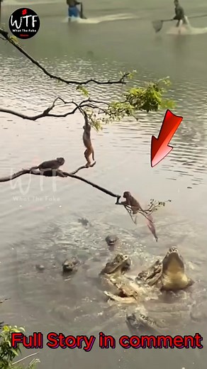 Crocodiles Jump to Eat Monkeys 🐊 In a terrifying spectacle, crocodiles launch themselves from the water, aiming to capture unsuspecting monkeys. As the primates approach the riverbank to drink or play, the reptiles' powerful jaws snap shut with lightning speed. #baby #NewsUpdate #monkey #Very #reels #Leo #newborn #cute #milkyway #crying | Cute monkey family