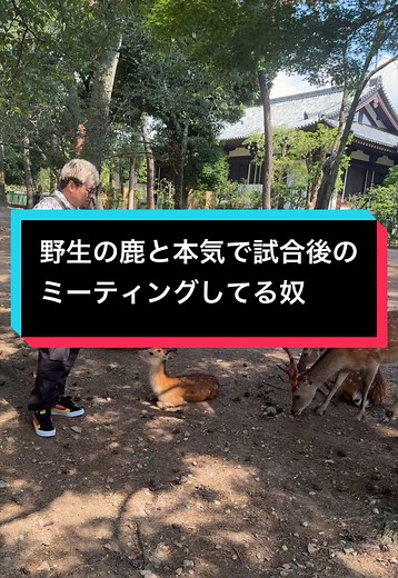 野生の鹿と本気で試合後のミーティングする方法