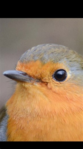 Captivating Robin Photo: A Close Encounter with Nature