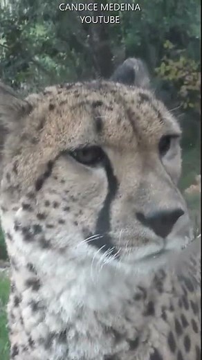 Cri du Guépard 🐆