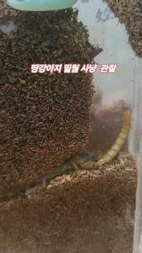 땅강아지 키우기, 곤충사육 #나무의사 #곤충키우기