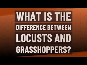 What is the difference between locusts and grasshoppers?