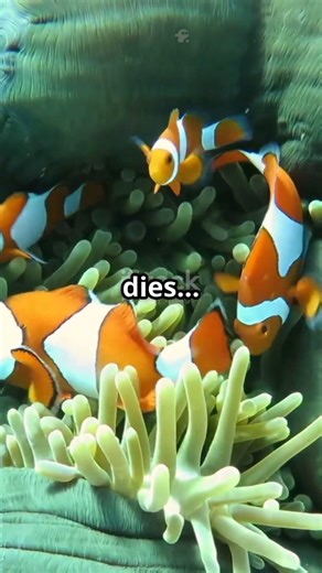 This Fish Changes Its Gender to Survive 🐠 Nature’s Most Shocking Survival Switch #infobytelab #facts