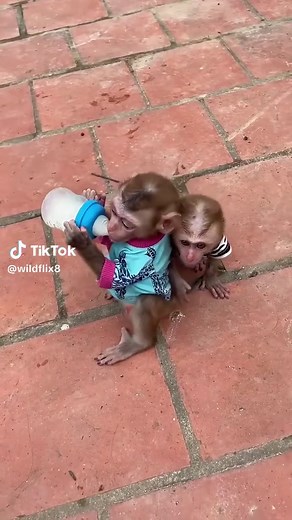 Caring for Your Baby Monkey: Tips and Insights