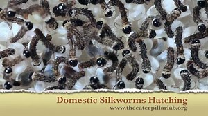 4.4K views · 159 reactions | Silkworms are hatching by the hundreds at The Caterpillar Lab! A batch of domestic silkworms, Bombyx mori, all hatched out on the same day. Watch as a single caterpillar eats its way out of its egg shell and see hundreds together ready for their first meal These caterpillars grow fast, stay tuned for more silkworm films! | The Caterpillar Lab | Facebook