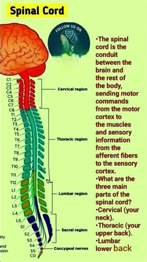 spinal cord function