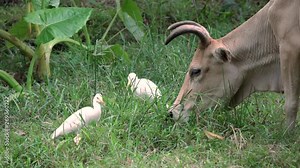 Cow and egret living in the field. The symbiosis between cow and egret bird making a living together in nature,4K video.