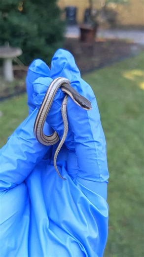 3.5K views · 134 reactions | Did you know this snake even existed in...