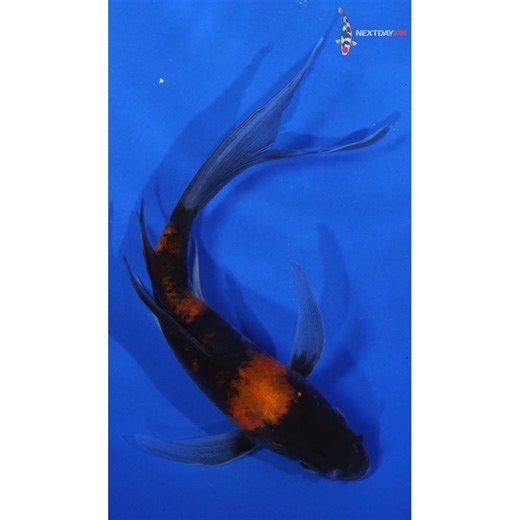 5.5” Imported Hi Utsuri Butterfly Koi | Next Day Koi | Koi Fish For Sale