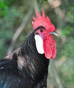 Minorca chicken hatcheries and breeders — The Featherbrain