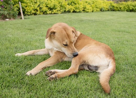 Itchy Dog? Itch Relief for Dogs and When To Call Your Vet