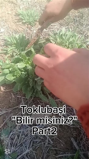 #köy #köyhayati #toklubasiotu #doga