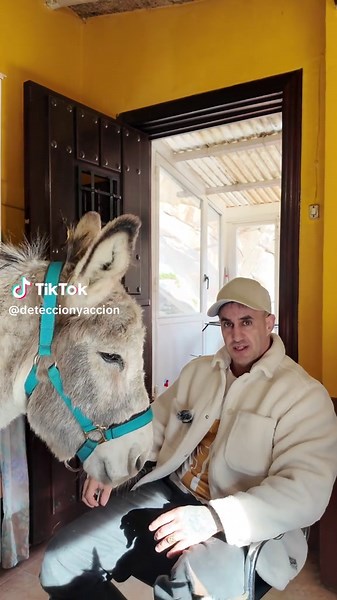 La importancia de los burros en nuestra historia