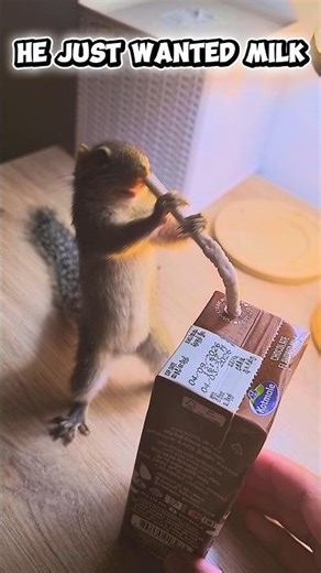 Peter vs the milk box 😂🥛 “This machine is broken!”