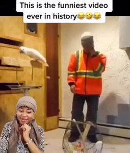 20K views · 414 reactions | Nothing person wan tell me o  dis parrot na female ooo 藍藍 #laughtermoment #highlights | Lolo Destiny TV | Facebook